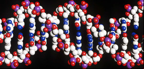 Alerta sobre la edición Crispr de genes que puede causar mutaciones no deseadas en embriones