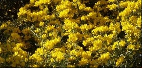 De la naturaleza, "remedios para melancólicos"