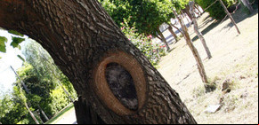 Dicen que apareció el rostro de Cristo en un árbol