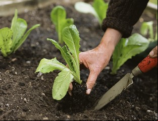Armá una huerta orgánica en tu casa