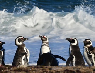 ¿Ya los viste? Llegaron los pingüinos a Punta Tombo