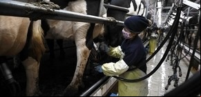 Nueva Zelanda diversifica su producción de lácteos