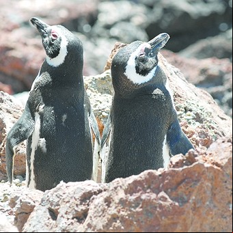 Encuentro cercano con la fauna marina