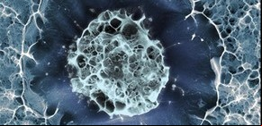 El increíble video de cómo se mueven las células en un organismo vivo