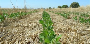 Por los márgenes negativos en soja y trigo, productores piden que bajen los impuestos al campo