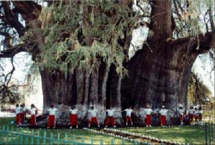 CLAIMA20160628_0241 Las dimensiones del árbol del tule. Foto: Cortesía