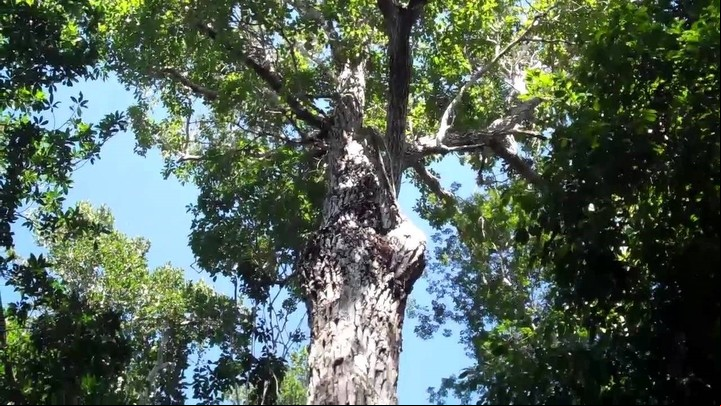CLAIMA20160628_0208 Árbol de Chicozapote. Foto: Cortesía