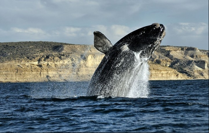 Una ballena franca austral frente a las costas de Península Valdés.