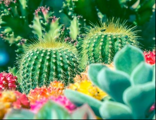 Adopta... plantas en peligro de extinción