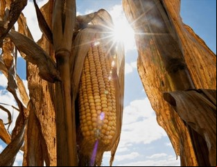 Aseguran que el bioetanol puede atraer inversiones por 400 millones de dólares
