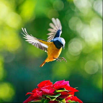 Observar aves reduce la ansiedad y el estrés