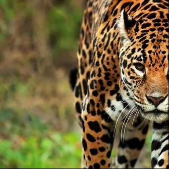 Los yaguaretés van a la Corte Suprema: por primera vez una especie hace una demanda por sus derechos