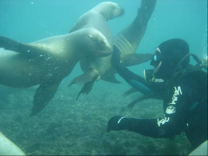 Buceo con lobos marinos