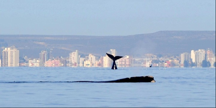 Ballenas en las costas de Puerto Madryn.