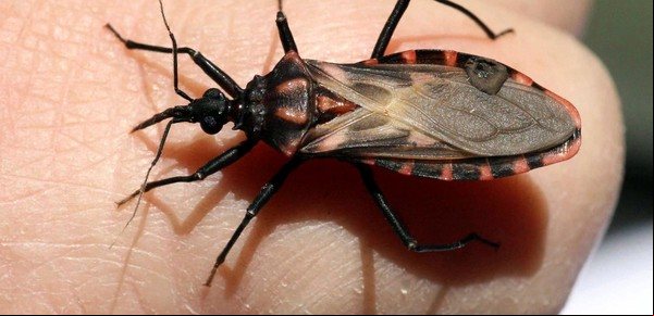 Chagas: una ONG denuncia recortes de presupuesto y que no se ejecutaron partidas