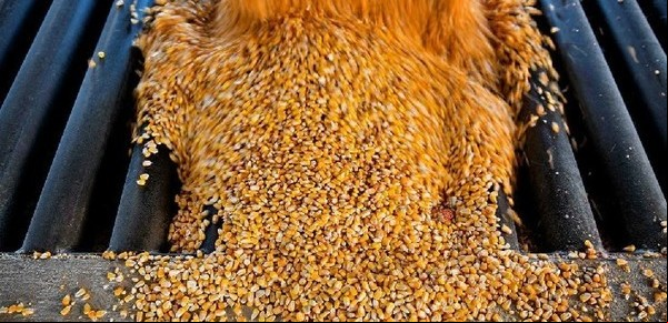 Sorpresiva respuesta en el mercado de maíz tras la tensión comercial entre China y Estados Unidos