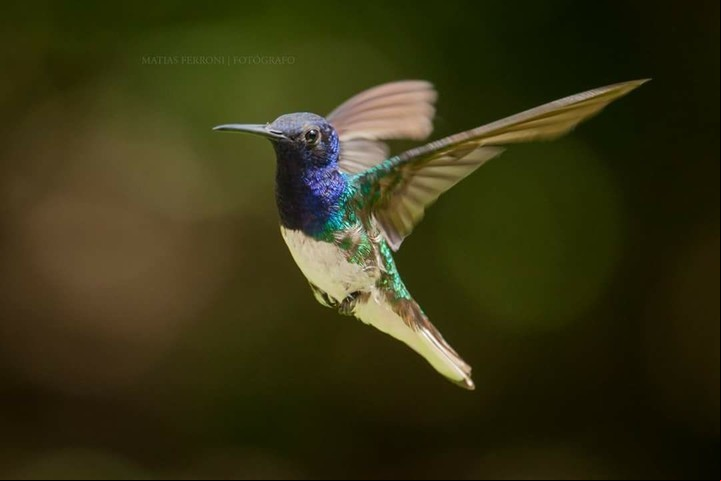 Colibrí de nuca blanca, observado por primera vez en el Delta de San Fernando.