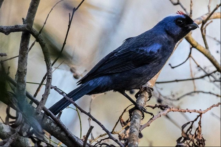 Frutero azul, en el Delta de Tigre y de San Fernando (foto de Pablo Rodríguez).