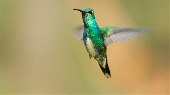 Colibrí verde esmeralda, una de las especies de pájaros detectadas en el Delta (foto de Matías Ferroni).