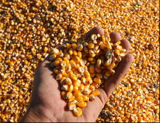 Argentina gana terreno en el mercado global de maíz