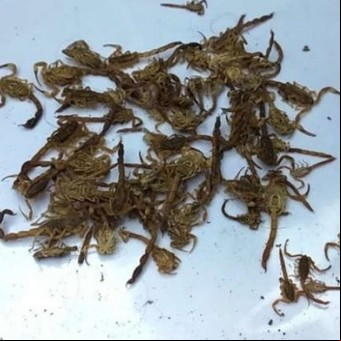 Temor en una ciudad de Córdoba: hay una invasión de alacranes venenosos
