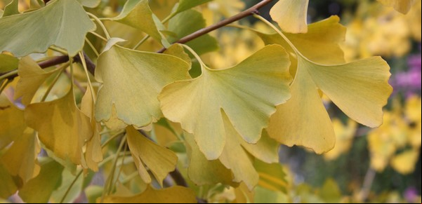 ¿Cómo cuidar las flores durante el otoño?