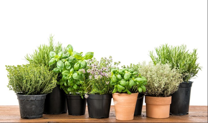 Cómo prevenir la aparición de cucarachas en tu hogar. Las plantas aromáticas las alejan.