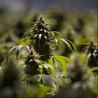 2018: el gran año de la marihuana legal