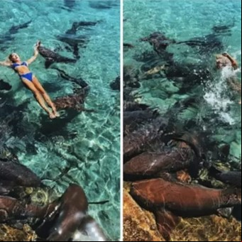 El momento en el que un tiburón ataca a una modelo