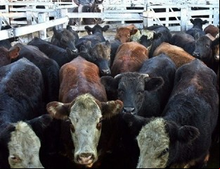 Mercado de Liniers: la vaca no tiene techo