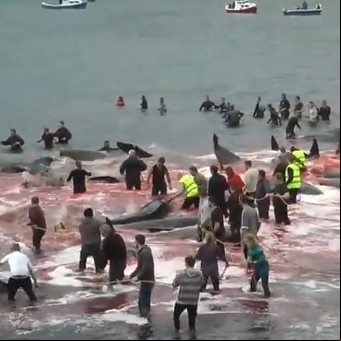 Macabro ritual: masacraron a 180 ballenas en las Islas Feroe