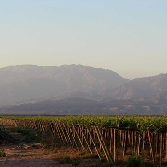 La deliciosa Ruta del Vino Torrontés de La Rioja