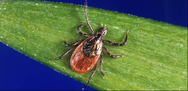 Alerta en Salta: un bebé y un joven fueron infectados de rickettsiosis por picaduras de garrapatas