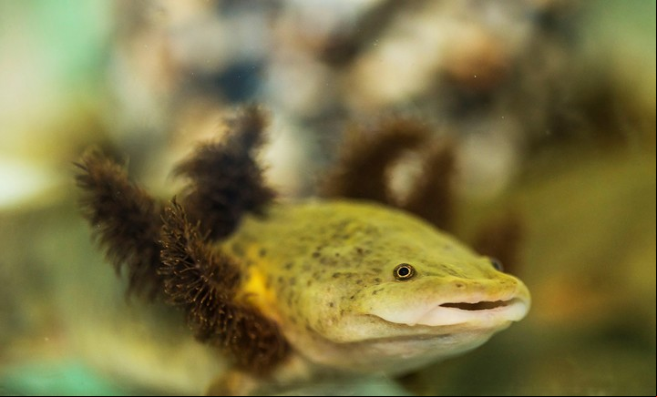 La salamandra neoténica, endémica, que se encuentra en peligro de extinción (AFP).