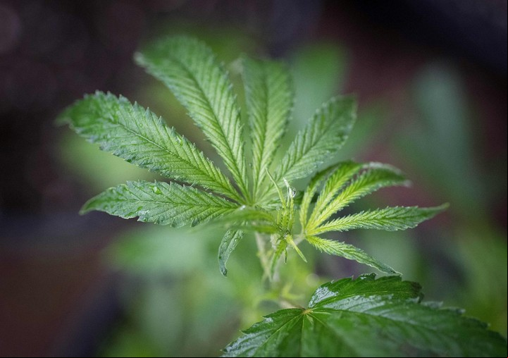 Actualmente el cannabis y el aceite de cannabis están en la lista IV, la categoría más controlada en el Tratado de la Convención Unica sobre Estupefacientes. (Foto: AFP)