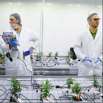 Oferta laboral: Canadá busca catadores de marihuana