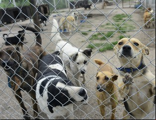 ¿Cuál es la diferencia entre un refugio y un santuario de animales?