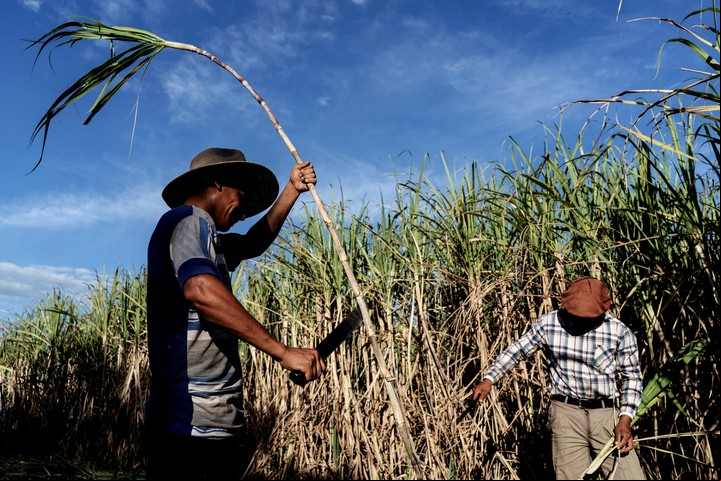 El trabajo con la caña de azúcar, en el campo de Emilio Esquivel en Caa Catí.  / GABRIEL PECOT
