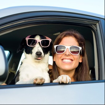 Una compañía de turismo ofrece 3 mil euros para que viajes con tu mascota
