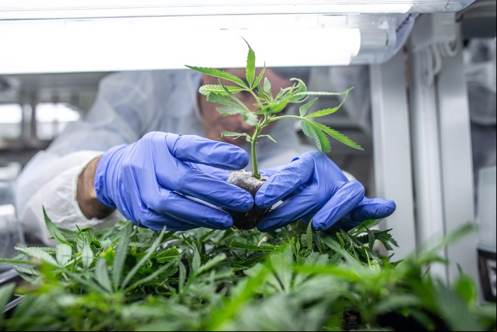 La OMS se reunirá en marzo para analizar la propuesta sobre reclasificar al cannabis. (Foto: EFE)