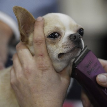 "Me mordió": torturó hasta matar a un cachorrito y lo subió a sus redes, pero un juez no se lo perdonó