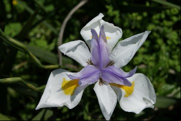 Cinco plantas duraderas y con flores llamativas