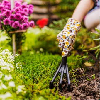 Plantas nativas: por qué el medio ambiente las necesita y cuáles son las recomendadas