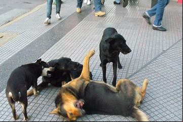 Preocupa en Casilda la superpoblación de perros: hay uno cada tres habitantes