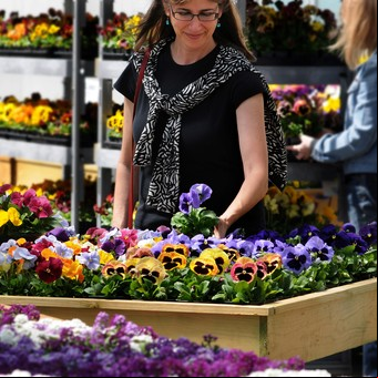 Cómo elegir las plantas y las flores en otoño