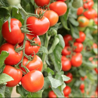 Gastronomía y filosofía del Km 0, un menú ecológico, bonito y barato