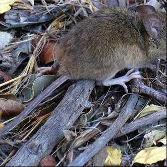 Se espera una invasión de ratas en zonas cordilleranas de Río Negro y Neuquén