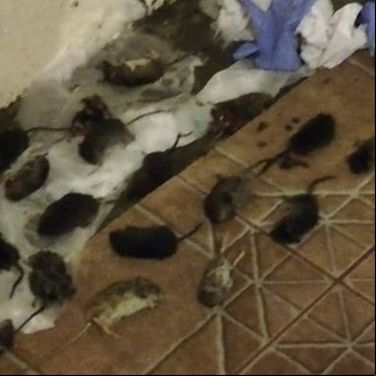 Invasión de ratas en la cordillera patagónica: cierran s a lagos y hay preocupación