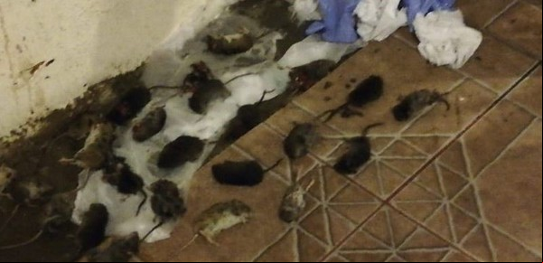 Invasión de ratas en la cordillera patagónica: cierran s a lagos y hay preocupación