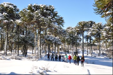 Villa Pehuenia, invierno entre araucarias